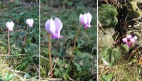 2-Cyclamen-merge.jpg (196.2 KiB) 94835-mal betrachtet 2-Cyclamen-merge.jpg