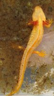 1-Albinom_5479.jpg