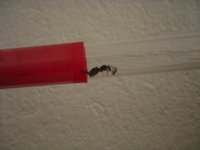 RGnest.jpg (61.47 KiB) 89825-mal betrachtet RGnest.jpg