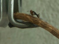 Ausendienstarbeiterin.jpg (75.87 KiB) 89447-mal betrachtet Ausendienstarbeiterin.jpg