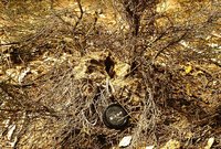2-Polyr.low.Nest-06.jpg