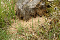 Formica.sanguinea5.-.lindsey.jpg (226.73 KiB) 77633-mal betrachtet Formica.sanguinea5.-.lindsey.jpg