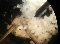 1-20160107_154118_1_txweb.jpg (190.36 KiB) 40872-mal betrachtet 1-20160107_154118_1_txweb.jpg