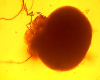 2-20160107_165212_Rec.sem..jpg (176.52 KiB) 41048-mal betrachtet 2-20160107_165212_Rec.sem..jpg