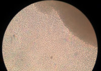 3-20160107_160931_Sperma.jpg (186.24 KiB) 40872-mal betrachtet 3-20160107_160931_Sperma.jpg