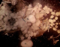 4-20160107_164310_gefl-txwe.jpg (205.21 KiB) 40873-mal betrachtet 4-20160107_164310_gefl-txwe.jpg