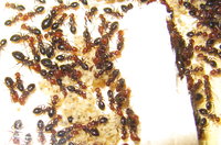 C lateralis Winterruhe.JPG (1.82 MiB) 60781-mal betrachtet C lateralis Winterruhe.JPG