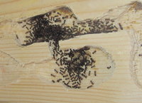 C lateralis Winterhaufen.JPG (1.47 MiB) 60781-mal betrachtet C lateralis Winterhaufen.JPG