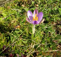 Elfenkrokus_5889.jpg (312.76 KiB) 87374-mal betrachtet Elfenkrokus_5889.jpg