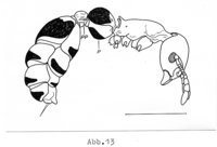 4-T.unif. Petiol..jpg (154.88 KiB) 35465-mal betrachtet 4-T.unif. Petiol..jpg