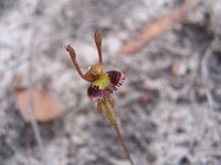 1024px-Fringed_Hare_Orchid.jpg (69.08 KiB) 37447-mal betrachtet 1024px-Fringed_Hare_Orchid.jpg