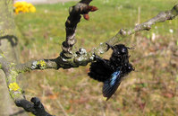 2-Xyl..jpg (193.37 KiB) 88107-mal betrachtet 2-Xyl..jpg