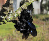 3-Xyl..jpg (213.99 KiB) 87477-mal betrachtet 3-Xyl..jpg