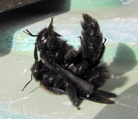 4-Xyl..jpg (259.98 KiB) 87460-mal betrachtet 4-Xyl..jpg