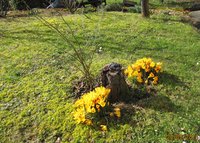 6- Krokus.jpg (300.42 KiB) 87461-mal betrachtet 6- Krokus.jpg