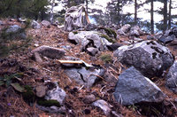 1-Habitat von M. ravouxi-840.jpg (280.86 KiB) 82662-mal betrachtet 1-Habitat von M. ravouxi-840.jpg