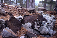 2-Nest-M.-ravouxi-839.jpg (259.4 KiB) 82670-mal betrachtet 2-Nest-M.-ravouxi-839.jpg