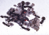 M.cors.Kg.jpg (185.88 KiB) 82665-mal betrachtet M.cors.Kg.jpg