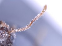 Bestimmung Myrmica Fühler.jpg (591.15 KiB) 23355-mal betrachtet Bestimmung Myrmica Fühler.jpg