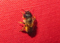 Osmia bicornis.JPG