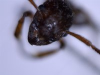 Fühler oben.jpg (621.29 KiB) 23355-mal betrachtet Fühler oben.jpg