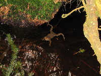 Bufo bufo cf.JPG