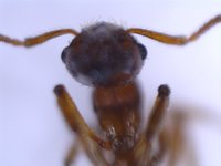 Fühler von unten.jpg (563.88 KiB) 23355-mal betrachtet Fühler von unten.jpg