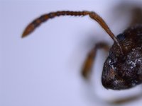 Bestimmung Myrmica Fühler2.jpg (575.38 KiB) 23355-mal betrachtet Bestimmung Myrmica Fühler2.jpg