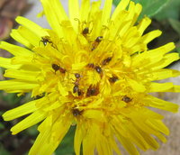 Lasius emarginatus cf an Löwenzahnblüte.JPG