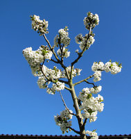 1-Weißblau_6109.jpg
