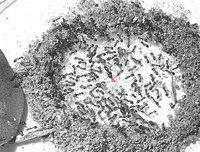 T.-unif.-Königin.jpg (206 KiB) 79961-mal betrachtet T.-unif.-Königin.jpg