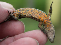 PICT0013 Lac vivip.jpg (735.83 KiB) 90906-mal betrachtet PICT0013 Lac vivip.jpg