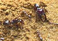 Cat.bombycina-Bild.jpg (633.54 KiB) 18076-mal betrachtet Cat.bombycina-Bild.jpg