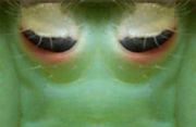 Augen.jpg
