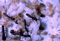 Sphinctomyrmex-sthl..jpg (273.05 KiB) 20900-mal betrachtet Sphinctomyrmex-sthl..jpg