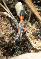 Ammophila.JPG (314.34 KiB) 283436-mal betrachtet Ammophila.JPG