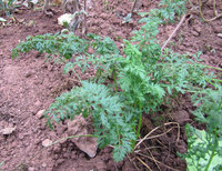 1-Mum. 738.jpg (346.38 KiB) 86995-mal betrachtet 1-Mum. 738.jpg