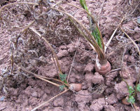 2-Mum. 740.jpg (303.48 KiB) 86995-mal betrachtet 2-Mum. 740.jpg