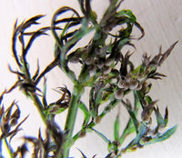 3-Mum. 743.jpg (205.29 KiB) 86983-mal betrachtet 3-Mum. 743.jpg