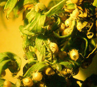 4-Mum 047.jpg (270.39 KiB) 86522-mal betrachtet 4-Mum 047.jpg