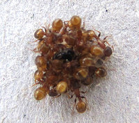 4-Wintertraube2-787.jpg (216.07 KiB) 95253-mal betrachtet 4-Wintertraube2-787.jpg