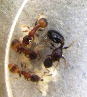 5-Königin-788.jpg (223.86 KiB) 94586-mal betrachtet 5-Königin-788.jpg