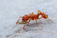 IMG_0618a.jpg (305.73 KiB) 13773-mal betrachtet IMG_0618a.jpg