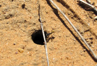 14-Okapuka167.jpg (461.02 KiB) 86720-mal betrachtet 14-Okapuka167.jpg