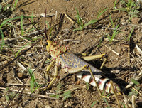 15-Okapuka869.jpg (813.55 KiB) 86286-mal betrachtet 15-Okapuka869.jpg