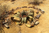 2-Petr.forest-070.jpg (753.87 KiB) 74908-mal betrachtet 2-Petr.forest-070.jpg