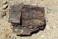 7-Petr.forest-079.jpg (489.71 KiB) 75553-mal betrachtet 7-Petr.forest-079.jpg