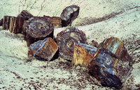 9-Arizona-Stihl-gesägt.jpg (468.6 KiB) 75528-mal betrachtet 9-Arizona-Stihl-gesägt.jpg