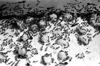 24-M.-phar.-Eihaufen.jpg (149.46 KiB) 140256-mal betrachtet 24-M.-phar.-Eihaufen.jpg