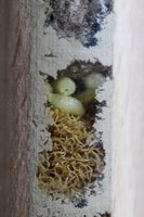 Parasiten Larven Winter.JPG